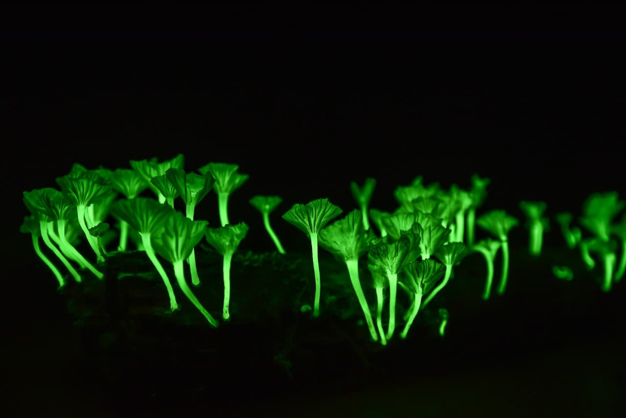 Capa NeoWear Neotropica®