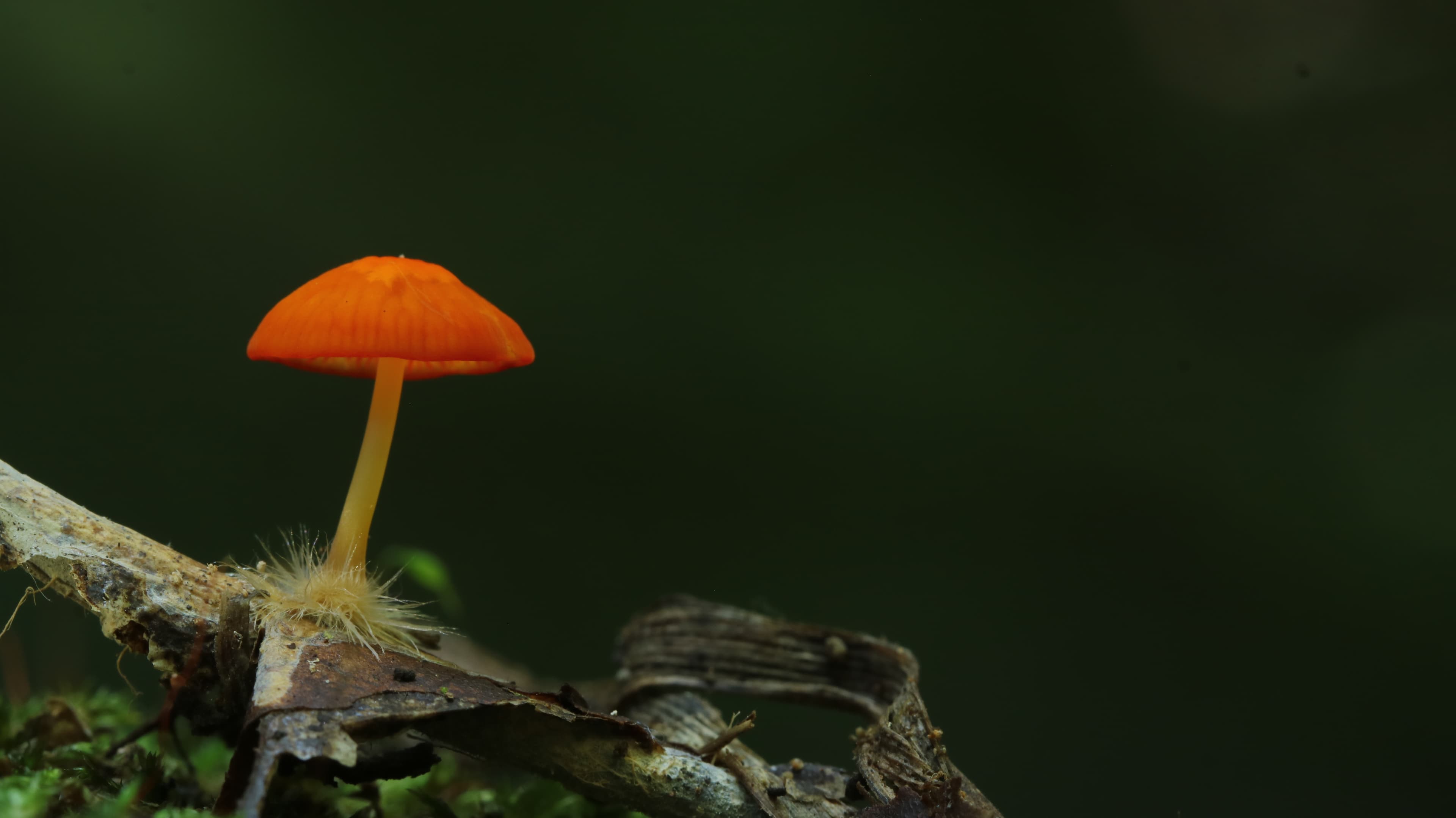 Coleção NeoWear Neotropica®