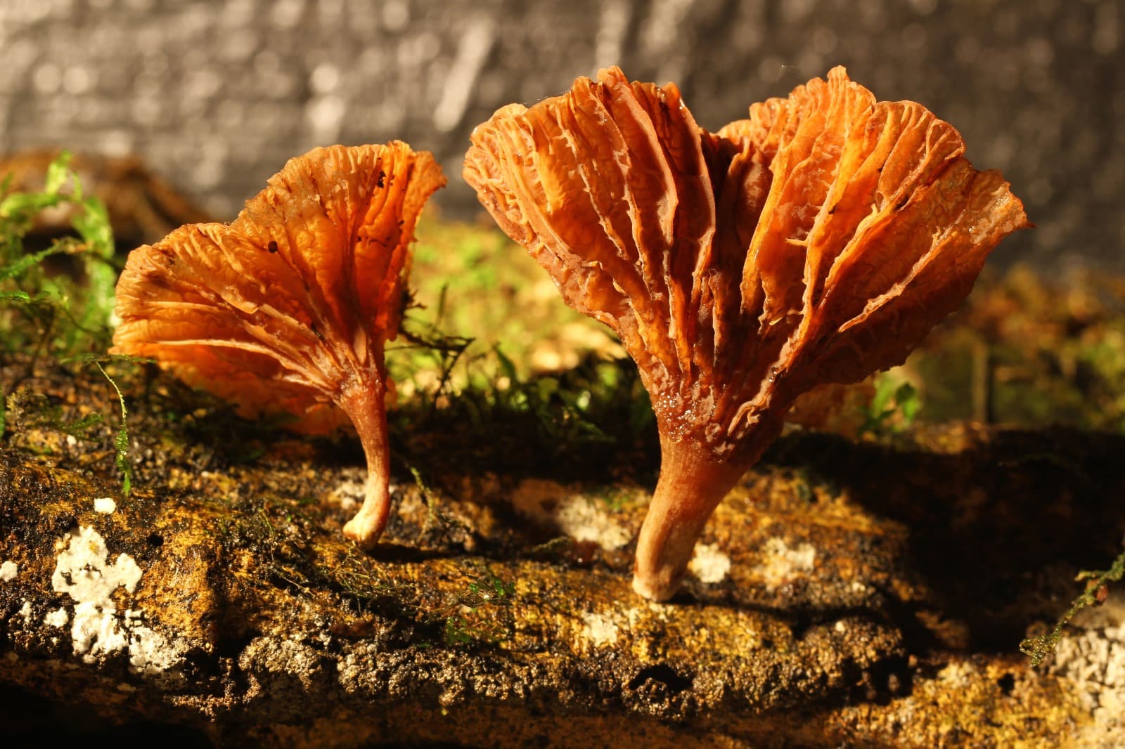 Cogumelo bioluminescente Gerronema viridilucens na Reserva Betary