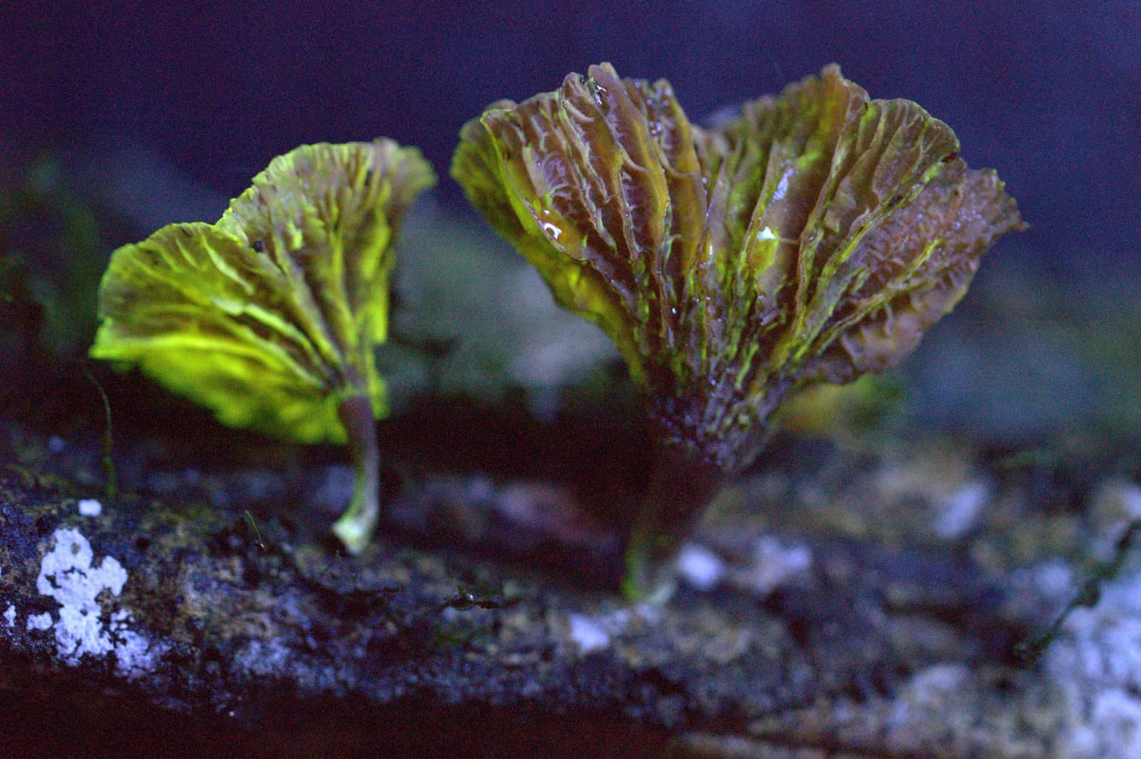 Detalhe do cogumelo bioluminescente Gerronema viridilucens