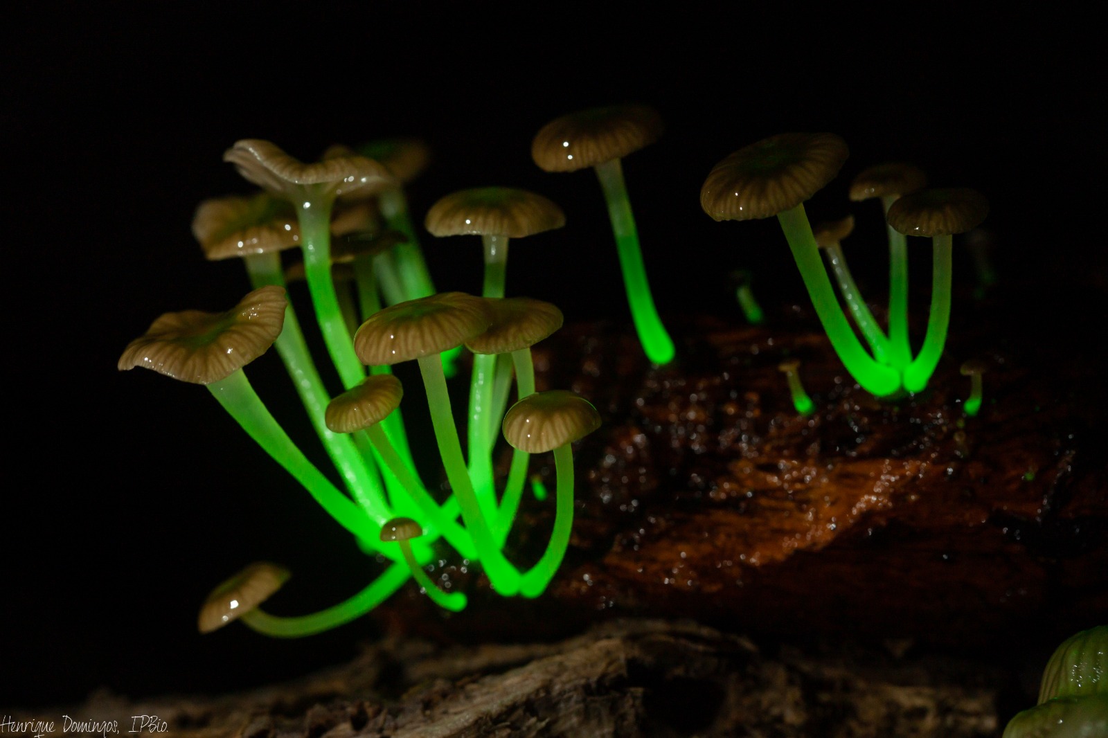 Thumbnail do vídeo Os Incríveis Seres Luminosos da Mata Atlântica